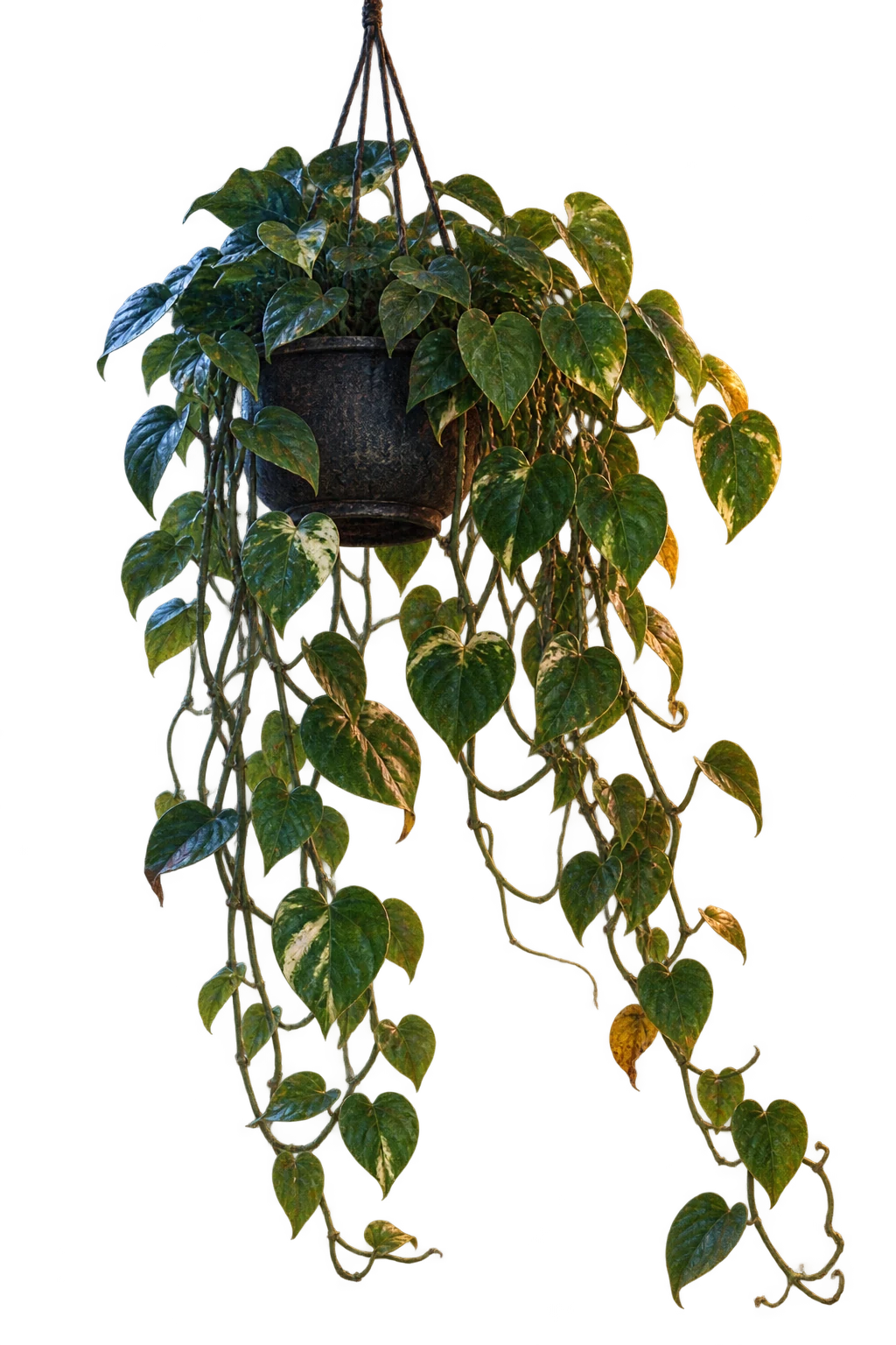 A long hanging pothos plant